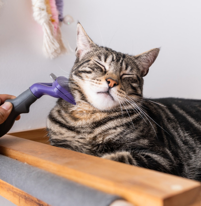 salon de toilettage pour chats à Barjouville près de Chartres en Eure-et-Loir 28