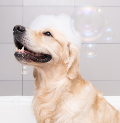 salon de toilettage pour chiens à Barjouville près de Chartres en Eure-et-Loir 28