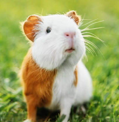 salon de toilettage nac à Barjouville près de Chartres en Eure-et-Loir 28