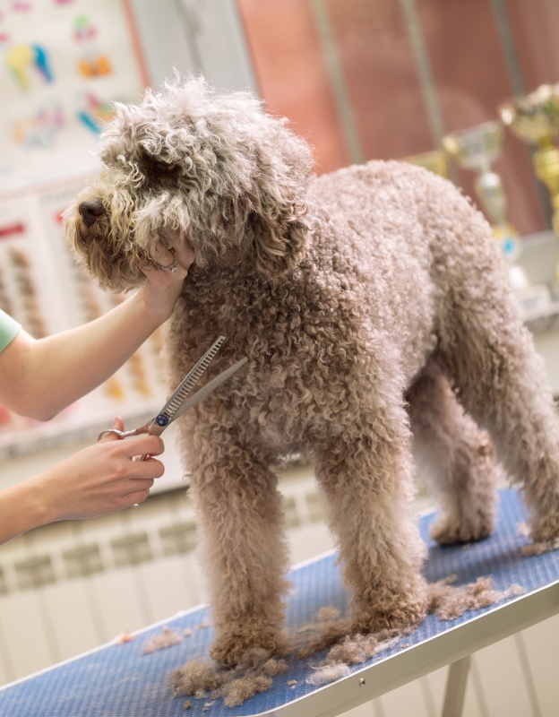 toiletteur pour chiens à Barjouville près de Chartres en Eure-et-Loir 28