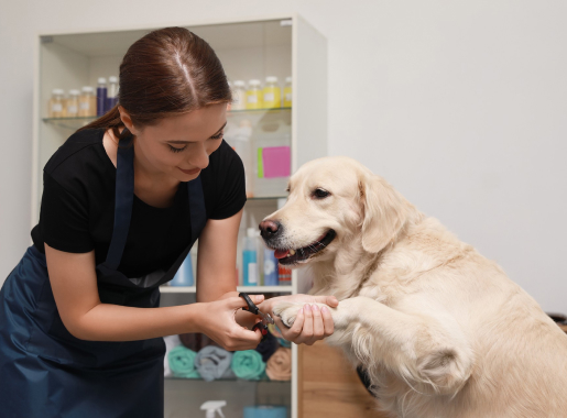 toiletteuse pour chiens à Barjouville près de Chartres en Eure-et-Loir 28