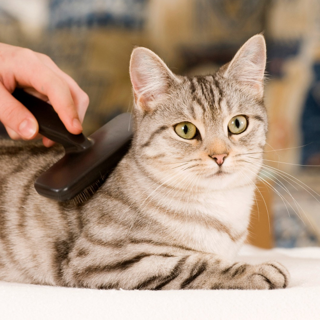 toiletteur pour chats à Barjouville près de Chartres en Eure-et-Loir 28